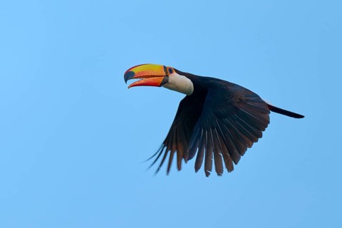 Toucan in flight with outstretched wings against a blue background, giant toucan (Ramphastos toco),