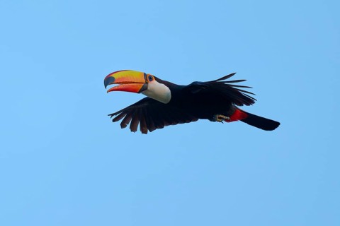 Toucan flying in front of a clear blue sky, giant toucan (Ramphastos toco), Pantanal, Mato Grosso,