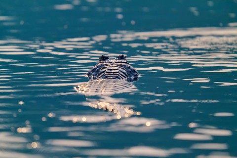 The caiman lies still in the water, surrounded by shining reflections of light, Spectacled caiman