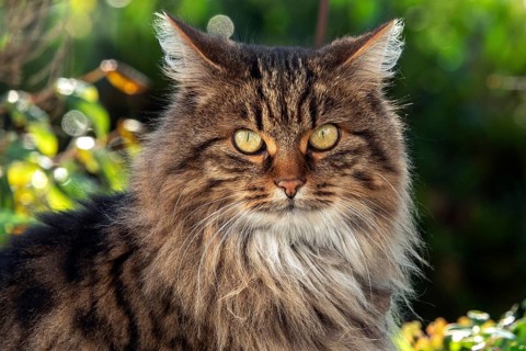 Cat, Norwegian forest cat, portrait, Baden-Württemberg, Germany