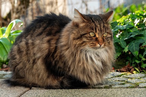 Cat, Norwegian Forest Cat, Baden-Württemberg, Germany
