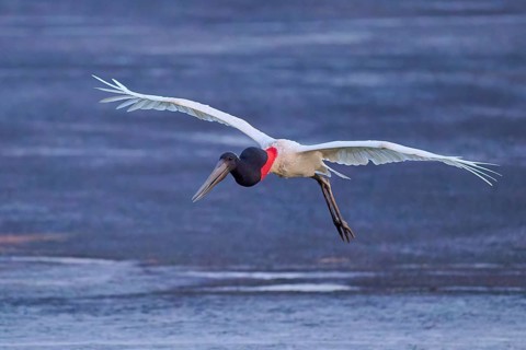A bird in flight with outstretched wings over a wide water area, Jabiru (Jabiru mycteria),