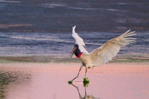 A stork with open wings lands on the water, which is coloured pink by the evening sun, Jabiru