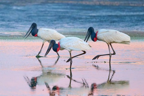 Three Jabirus walking in the water, their mirror images on the surface, Jabiru (Jabiru mycteria),