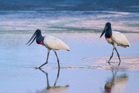 Two Jabirus walking through shallow water at dusk, Jabiru (Jabiru mycteria), Pantanal, Mato Grosso,