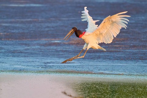 A large bird flies over water in the soft morning light and shows grace, Jabiru (Jabiru mycteria),