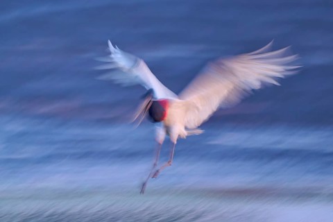 A bird in motion blur flies with outstretched wings over water in the evening light, Jabiru (Jabiru
