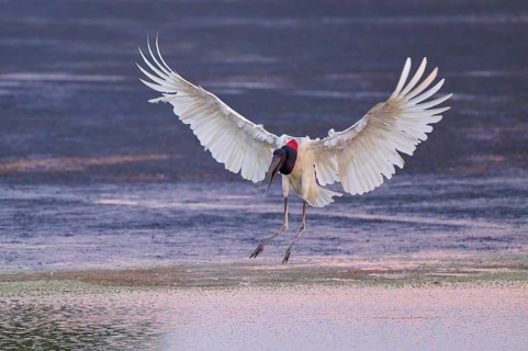 A large bird with wide-spread wings hovers over the water surface, Jabiru (Jabiru mycteria),