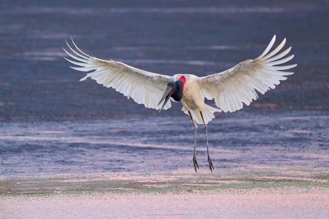 A bird in flight with outstretched wings above the water surface in warm light, Jabiru (Jabiru