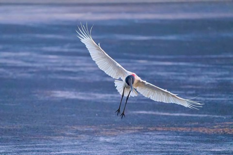 A stork with wide open wings flies over a water surface in shades of blue, Jabiru (Jabiru