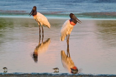 Two standing Jabirus at the water with their reflection at sunset, Jabiru (Jabiru mycteria),
