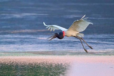 A flying Jabiru over calm water, wings spread, Jabiru (Jabiru mycteria), Pantanal, Mato Grosso,