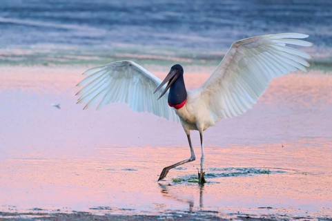 A Jabiru spreads its wings while standing in the water, the sky is pink, Jabiru (Jabiru mycteria),