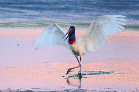 A Jabiru with spread wings in shallow water at sunset, Jabiru (Jabiru mycteria), Pantanal, Mato