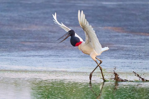 A bird dynamically pushes off from the water, splashing water surrounds it, Jabiru (Jabiru