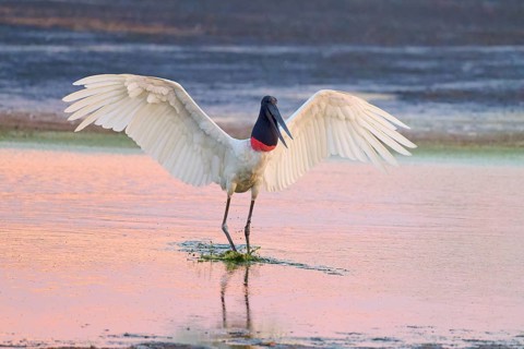 A bird with outstretched wings stands in the water, the evening sky illuminates the scene, Jabiru