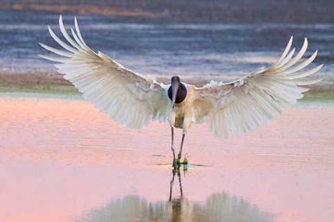 A large bird with outstretched wings stands in a lake in pink light, Jabiru (Jabiru mycteria),