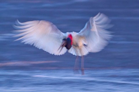 A blurred bird with outstretched wings hovers over the water in the evening light, Jabiru (Jabiru