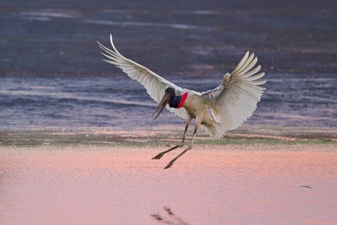 A stork flies over the water at dusk and prepares to land, Jabiru (Jabiru mycteria), Pantanal, Mato