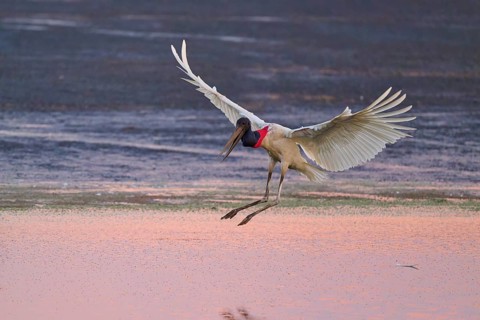 A stork flies just above the surface of the water, which glows pink in the evening light, Jabiru