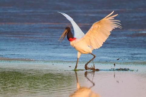 A large bird lands gracefully on the water and creates a clear reflection, Jabiru (Jabiru