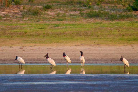 Five storks standing at the edge of a body of water in nature, their reflection visible in the calm
