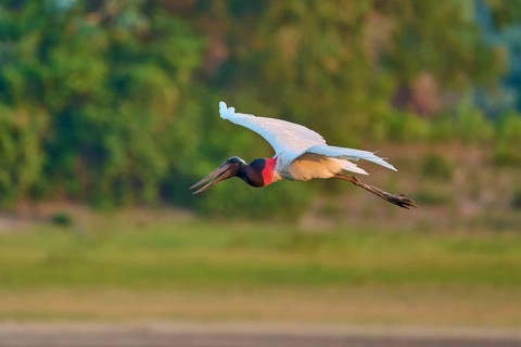 A bird flies gracefully against a blurred green background of the forest, Jabiru (Jabiru mycteria),