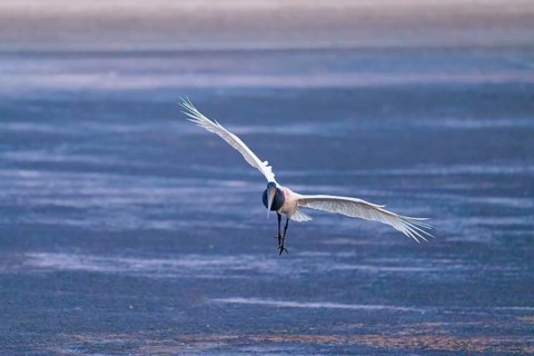 A stork flies head-on with its wings spread out towards the observer over a blue surface, Jabiru