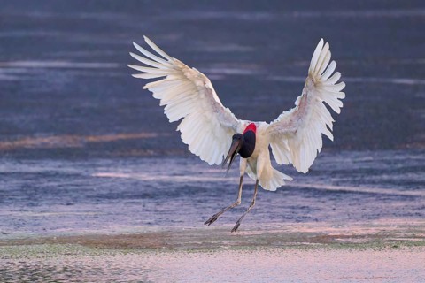 A large bird with outstretched wings flies close over a water surface, Jabiru (Jabiru mycteria),