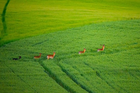 A group of fallow deer (Dama dama) running through a large green grain field Field, Osnabrücker
