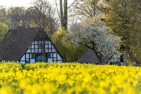 Lower Saxony farmhouse with black and white timbering surrounded by blooming rapeseed fields in an
