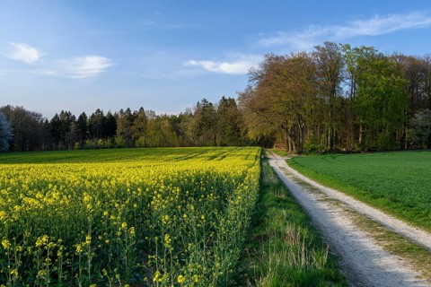 Blooming rapeseed field next to a dirt road, bordered by a forest under a blue sky, Osnabrücker