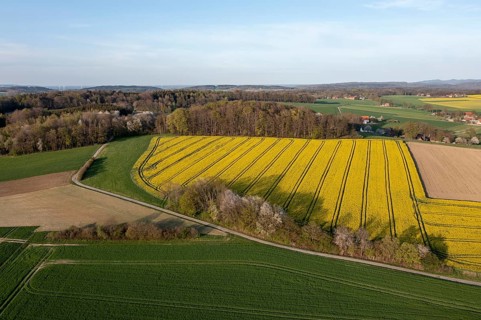 Aerial view of a vast landscape with yellow rapeseed fields and forest, Osnabrücker Land, Wiehen