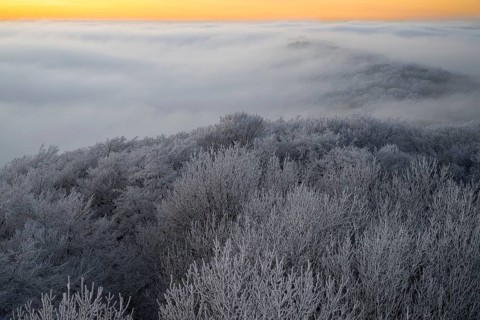 Icy treetops rise through a foggy evening sky in the Teutoburg Forest, Steinegge observation tower,