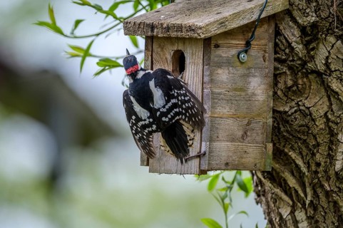 Dümmer nature park Park, Lower Saxony, Germany, Great spotted woodpecker (Dendrocopos major) with