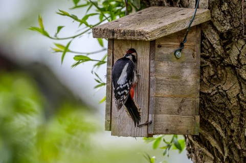 Dümmer nature park Park, Lower Saxony, Germany, Great spotted woodpecker (Dendrocopos major) at the