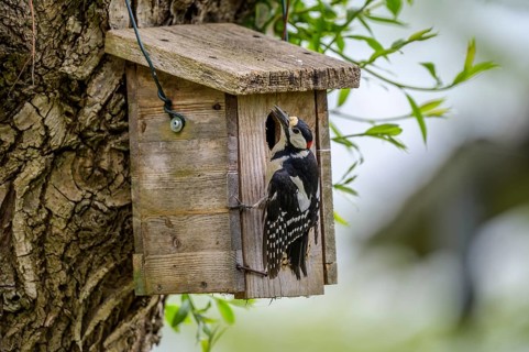 Dümmer nature park Park, Lower Saxony, Germany, Great spotted woodpecker (Dendrocopos major)