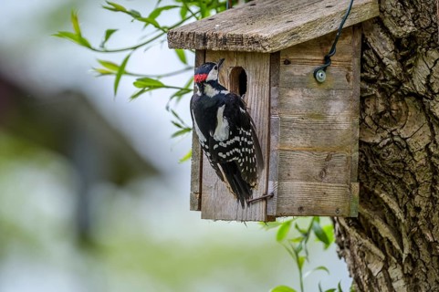 Dümmer nature park Park, Lower Saxony, Germany, Great spotted woodpecker (Dendrocopos major)