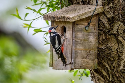 Dümmer nature park Park, Lower Saxony, Germany, Great spotted woodpecker (Dendrocopos major) at a