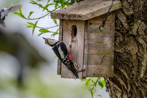 Dümmer nature park Park, Lower Saxony, Germany, A great spotted woodpecker (Dendrocopos major)