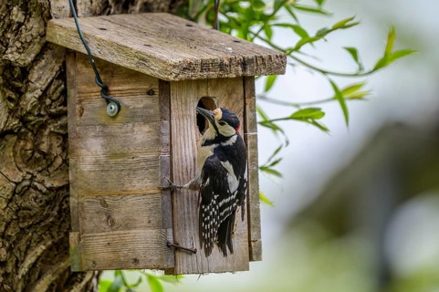 Dümmer nature park Park, Lower Saxony, Germany, A great spotted woodpecker (Dendrocopos major) sits