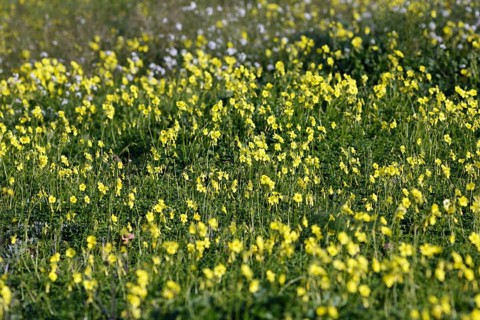 Carpet of flowers, yellow flower meadow in winter, Bermuda buttercup (Oxalis pes-caprae), Segesta,