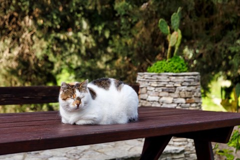 Three-colored cat, tortoiseshell cat lying relaxed on a wooden outdoor table, Segesta, Calatafimi,