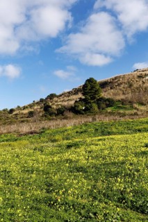 Carpet of flowers, yellow flower meadow in winter, Bermuda buttercup (Oxalis pes-caprae), Segesta,