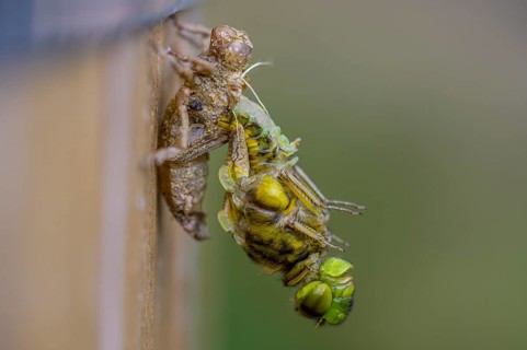 Flat-bellied dragonfly (Libellula depressa) leaving its exuviae on a wooden substrate, detailed and