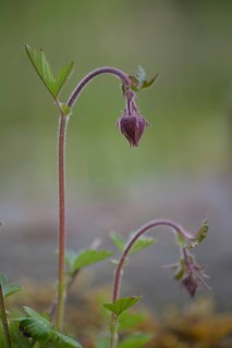 Bach clovewort (Geum rivale) inflorescence against a softly blurred background, delicately hanging