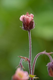Brooklime (Geum rivale) inflorescence against a softly blurred background, single pink flower on