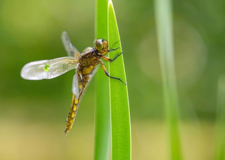 Flat belly (Libellula depressa), dragonfly resting on a long, green leaf in a natural environment,