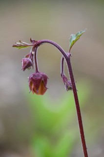 Brooklime (Geum rivale) inflorescence against a softly blurred background, branched flower with