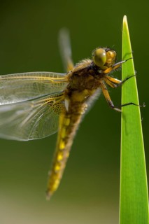 Flat belly (Libellula depressa), dragonfly with yellow stripes on wings on a green leaf, clear